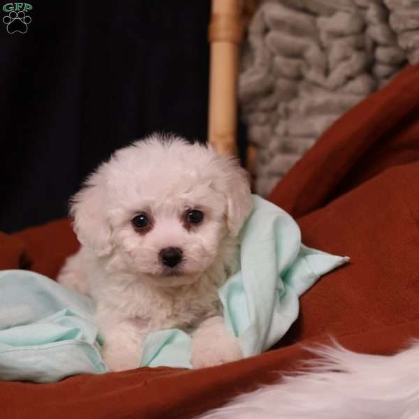 Jade, Bichon Frise Puppy